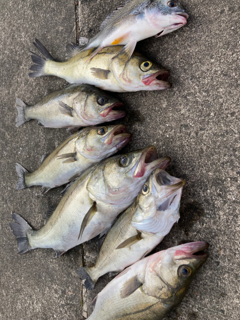 セイゴの活性高い