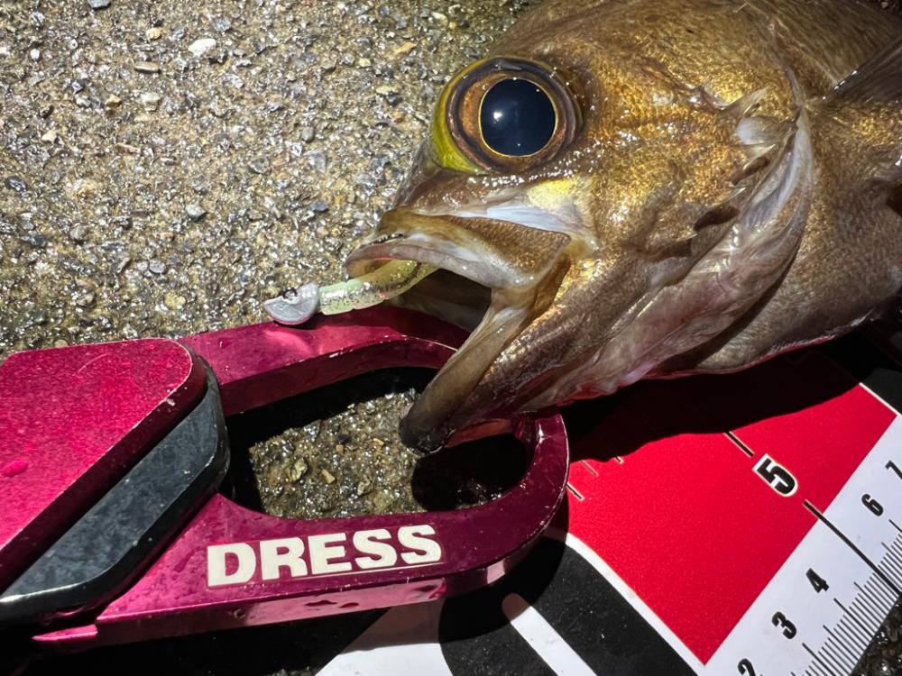 メバルを探して三千里 Vol.10