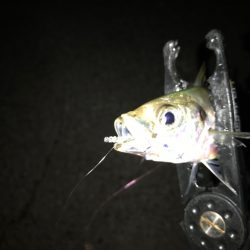 地元有志のアジング大会にて…