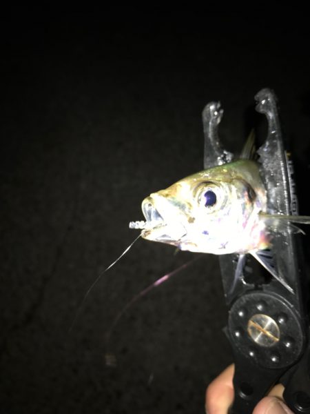 地元有志のアジング大会にて…