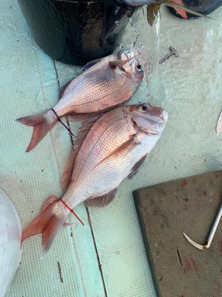 人生初の高仕掛けでの鯛釣り