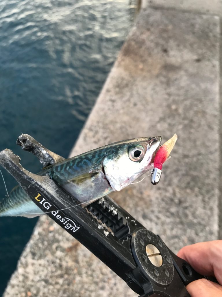 仕事終わりの遠出🚗(隣県へのアジング調査)