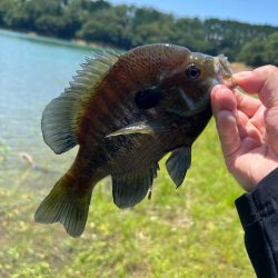 アーリーサマー🌻