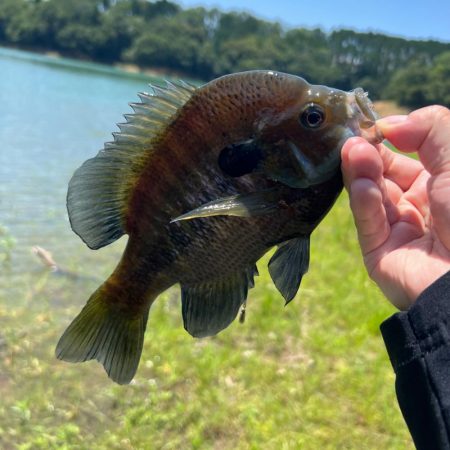 アーリーサマー🌻