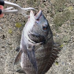 晴天の中エビ撒き