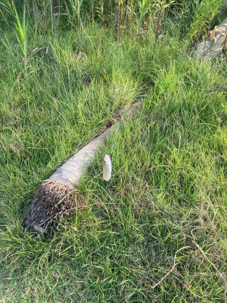 昼からのキス釣り