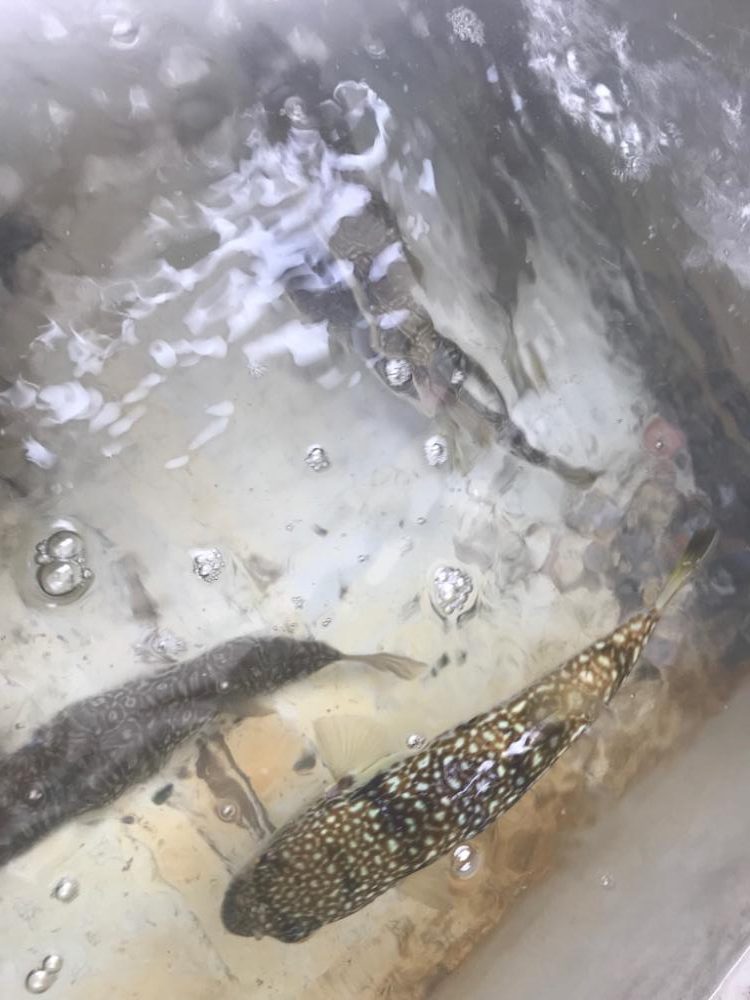 室津のフグとタコ