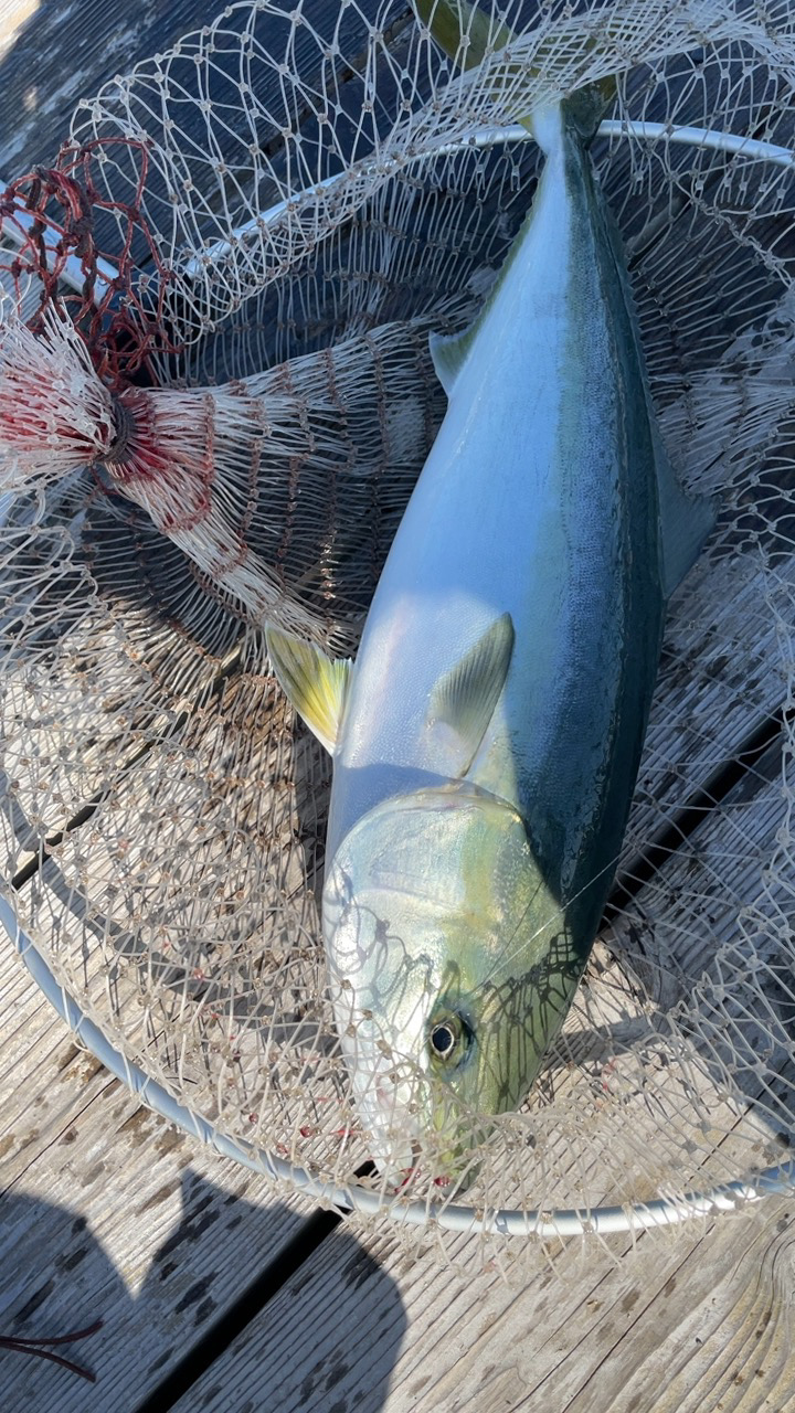 全て自作練り餌での釣果
