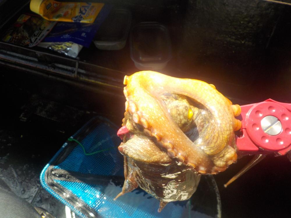 タコ釣り第3戦〜パイレーツダイユウ丸〜