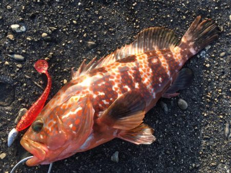 【タコフィネス】 アコウ1＋タコ0