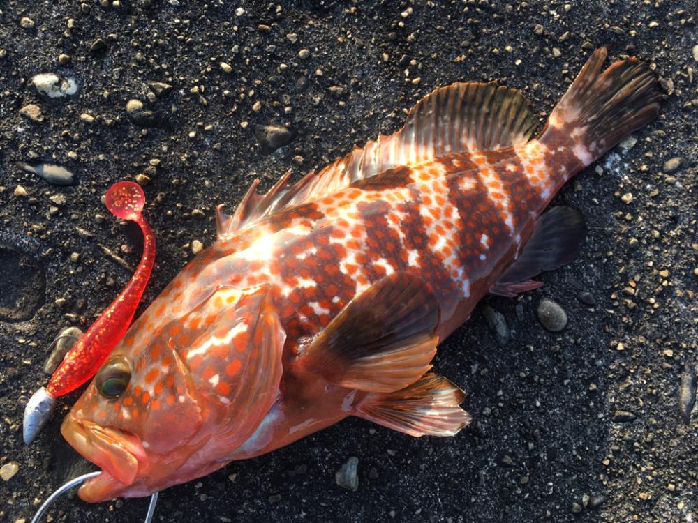 【タコフィネス】 アコウ1＋タコ0