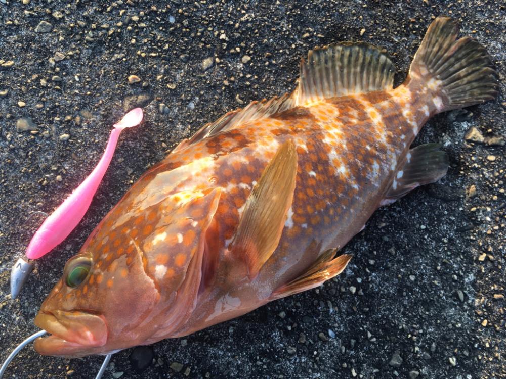 【タコフィネス】アコウ＋タコ