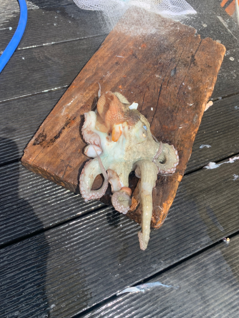 人生初のタコ釣ったのに…
