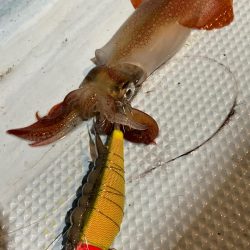 福井小浜からイカメタル