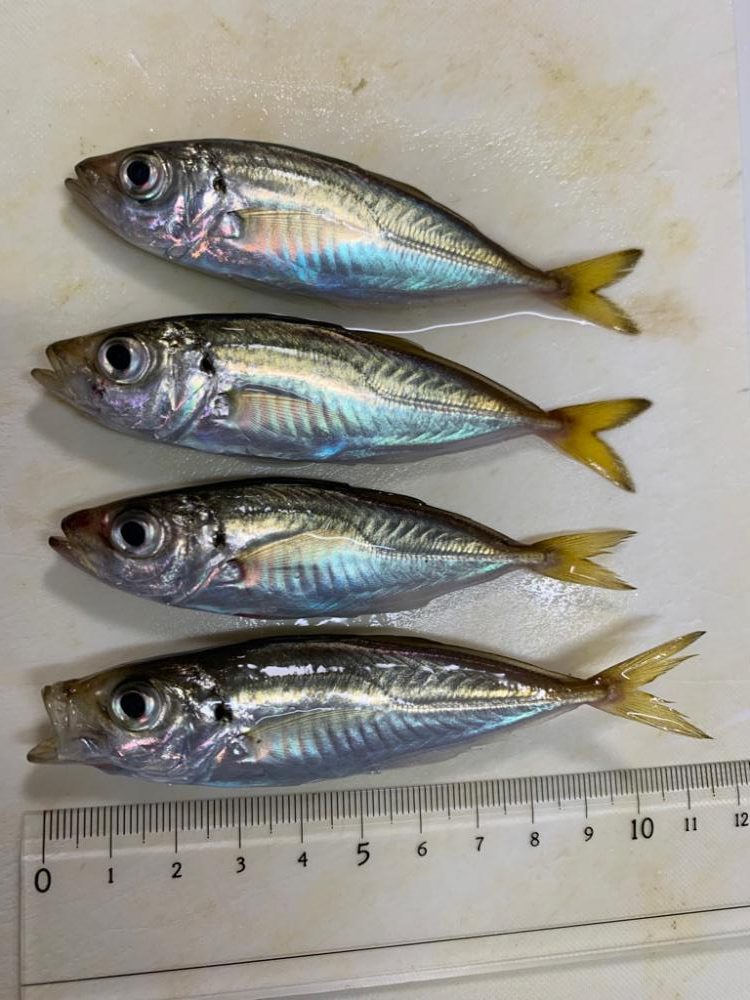 1年ぶりのサビキ