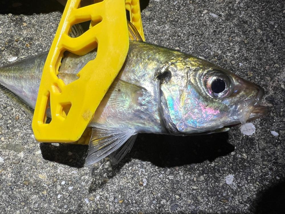 鯵を探して三千里 Vol.51