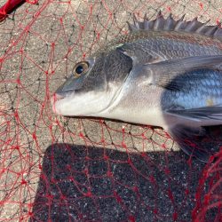 ギリギリ尺足らず