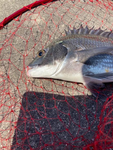 ギリギリ尺足らず