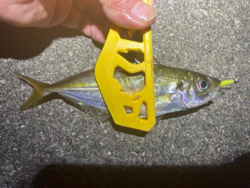 鯵を探して三千里 Vol.48