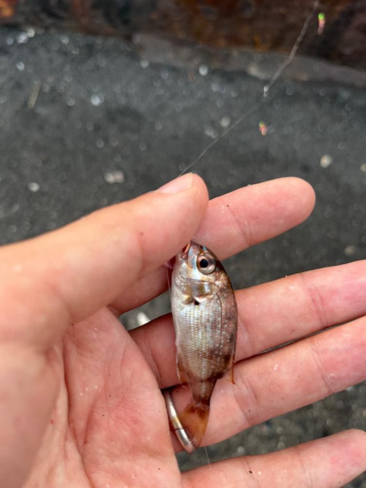 四日市ファミリーフィッシング