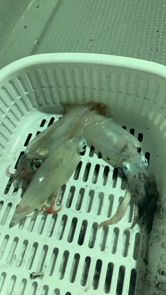 一年ぶりのリベンジ失敗⤵︎