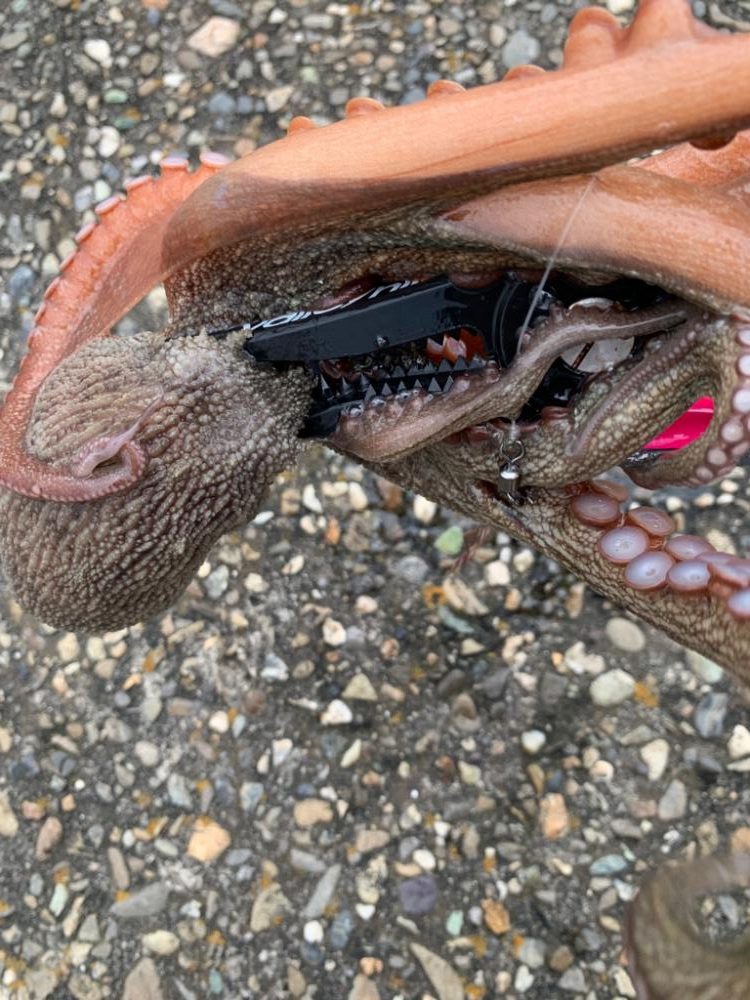 出遅れたタコ！