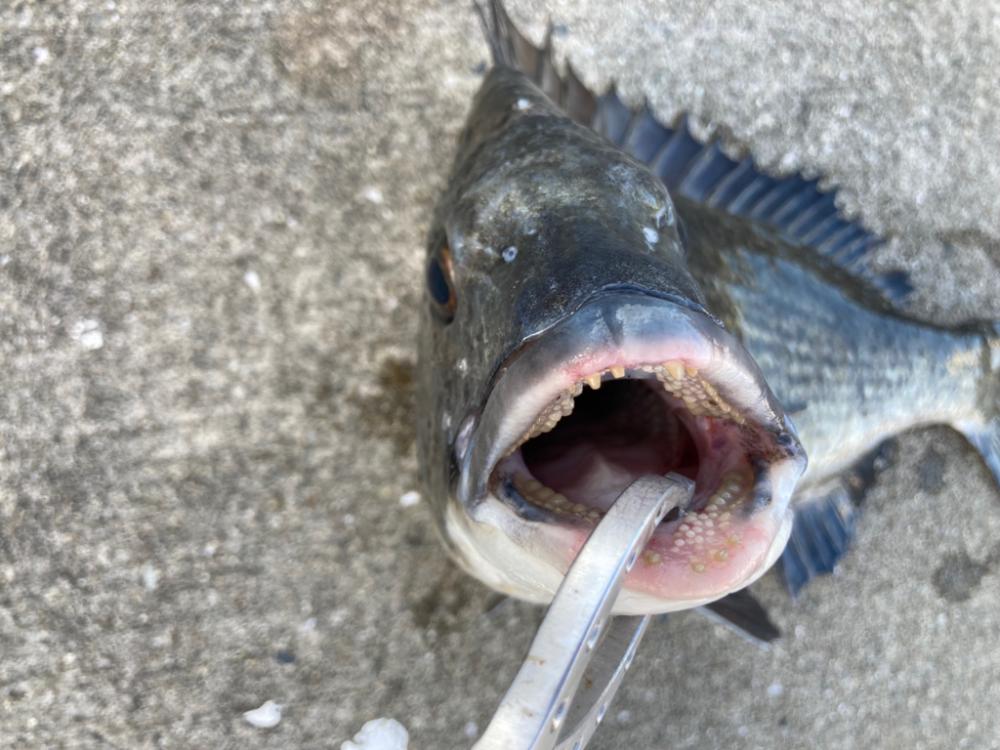 セイゴのアタリなし