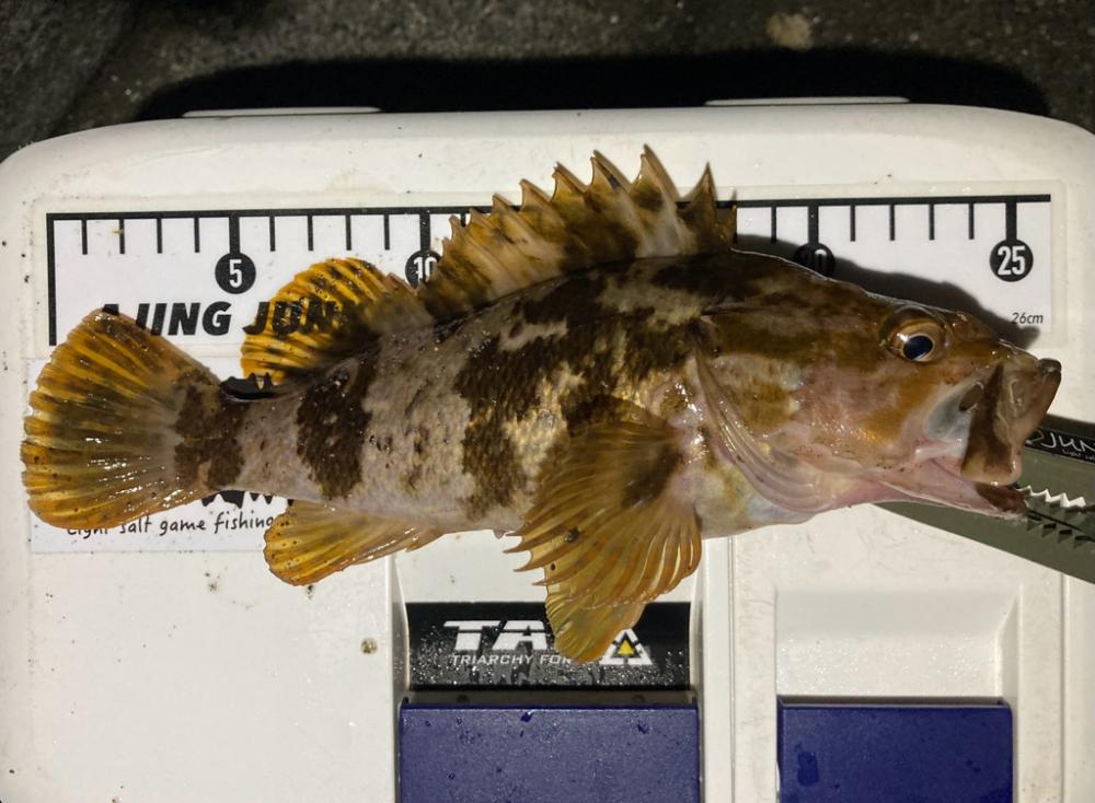 ロックフィッシュ探しへ!