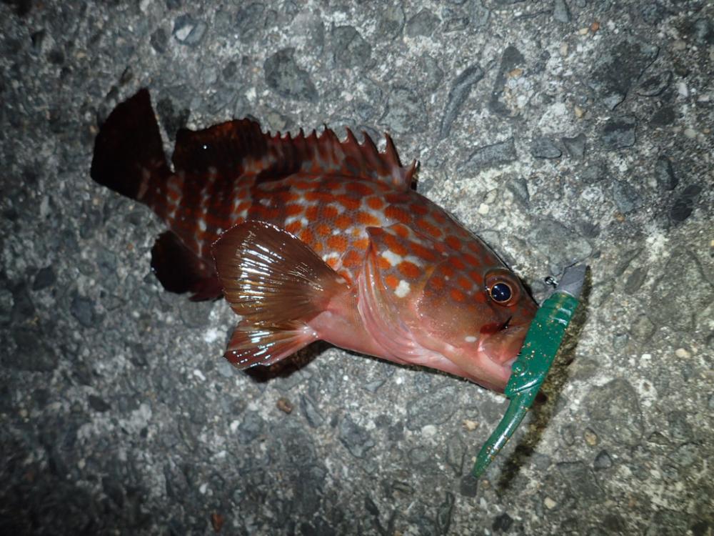 ワインドの爆発力がヤバかった!