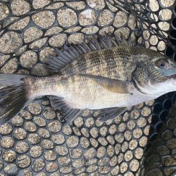 アタリの数だけなら過去最高に多かったチニング