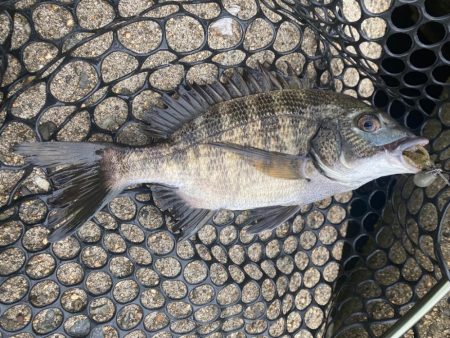 アタリの数だけなら過去最高に多かったチニング