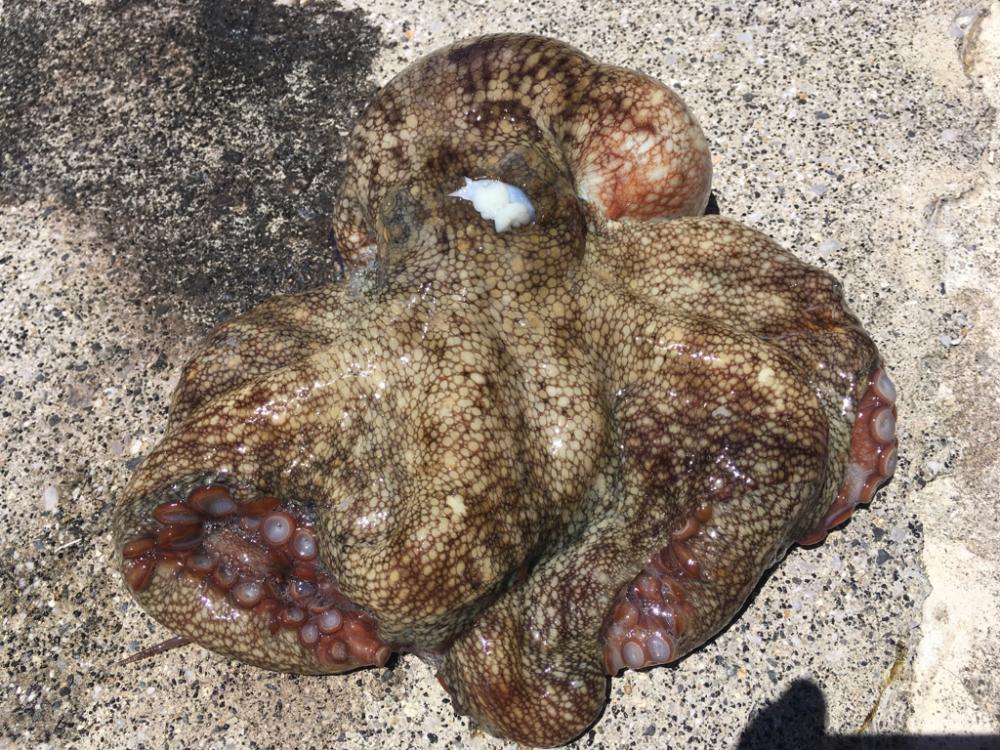 【タコフィネス】 キロアップ含む4900kg@8杯