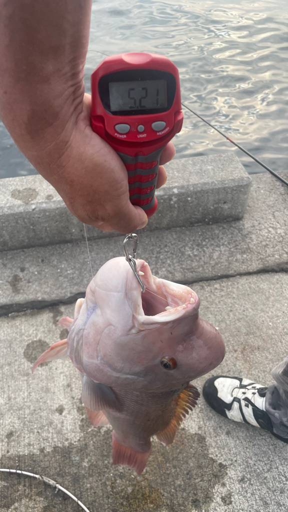 カンダイが釣れた!