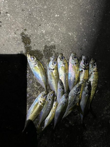 夕まずめの河口へ