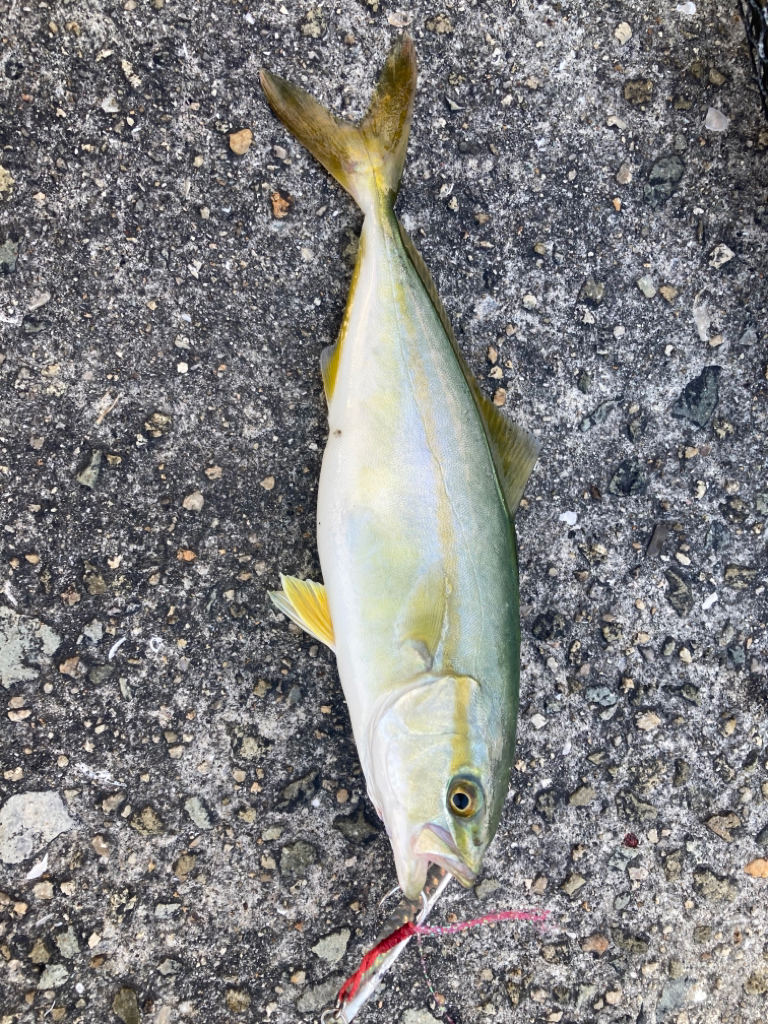 2023ライトゲーム第27戦