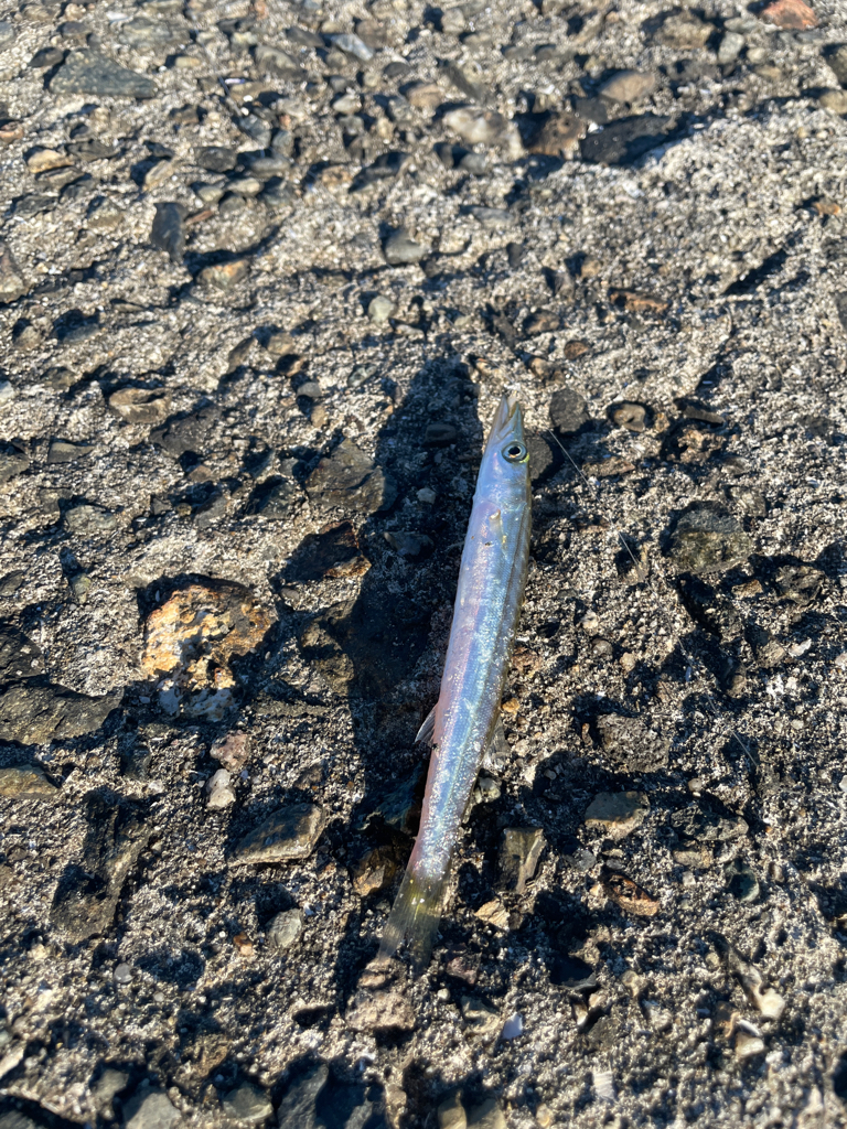 今年念願のチヌ