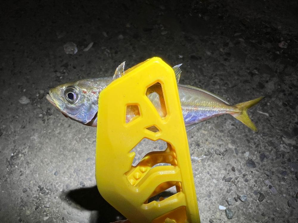 鯵を探して三千里 Vol.53