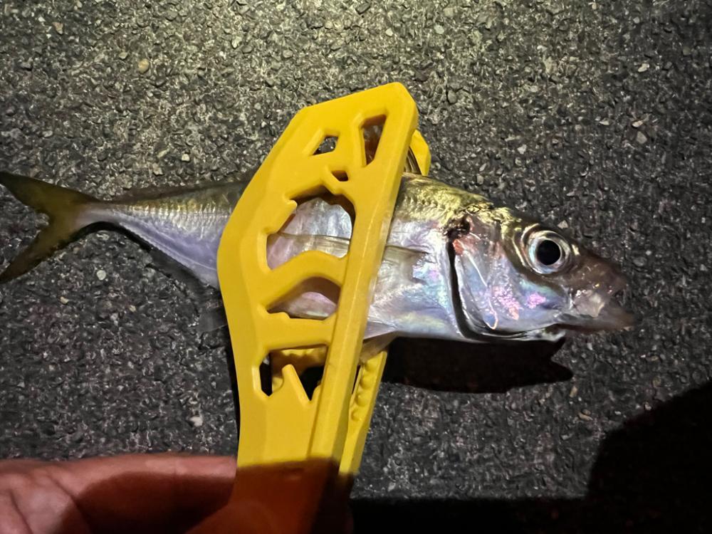 鯵を探して三千里 Vol.50