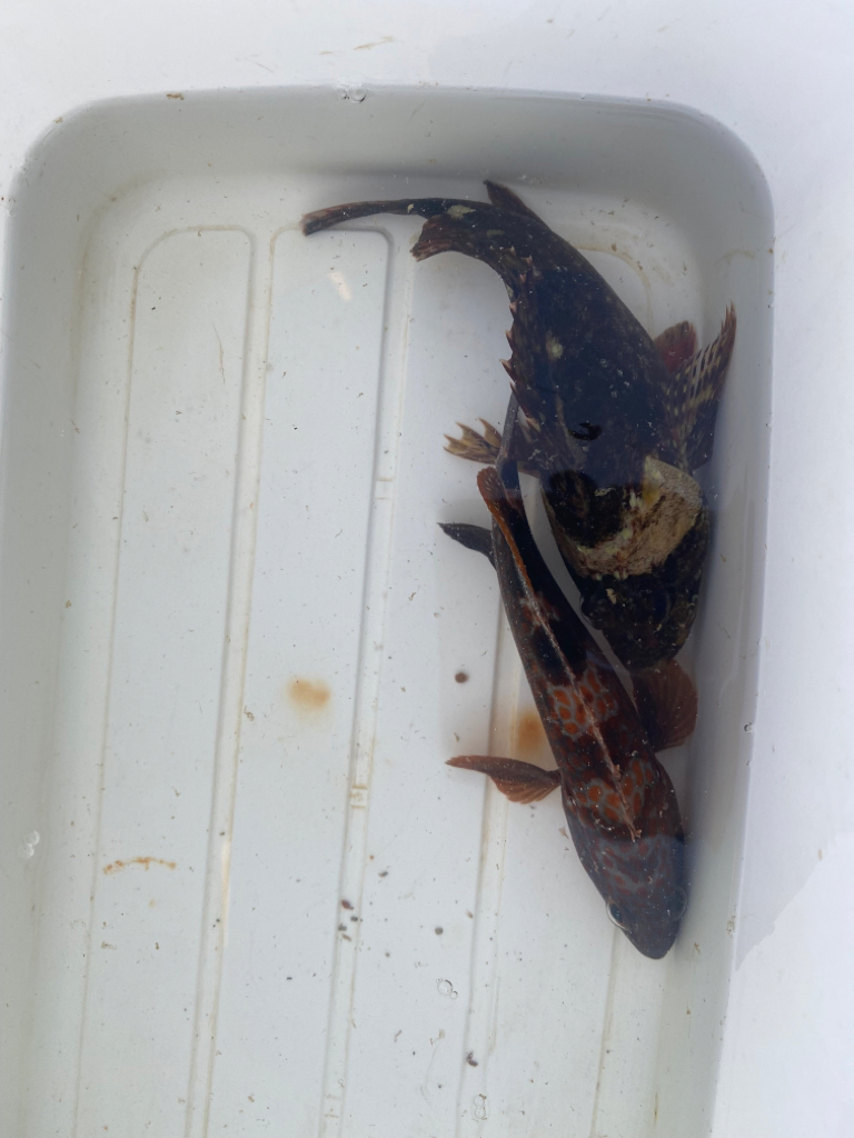 キジハタ　カサゴ