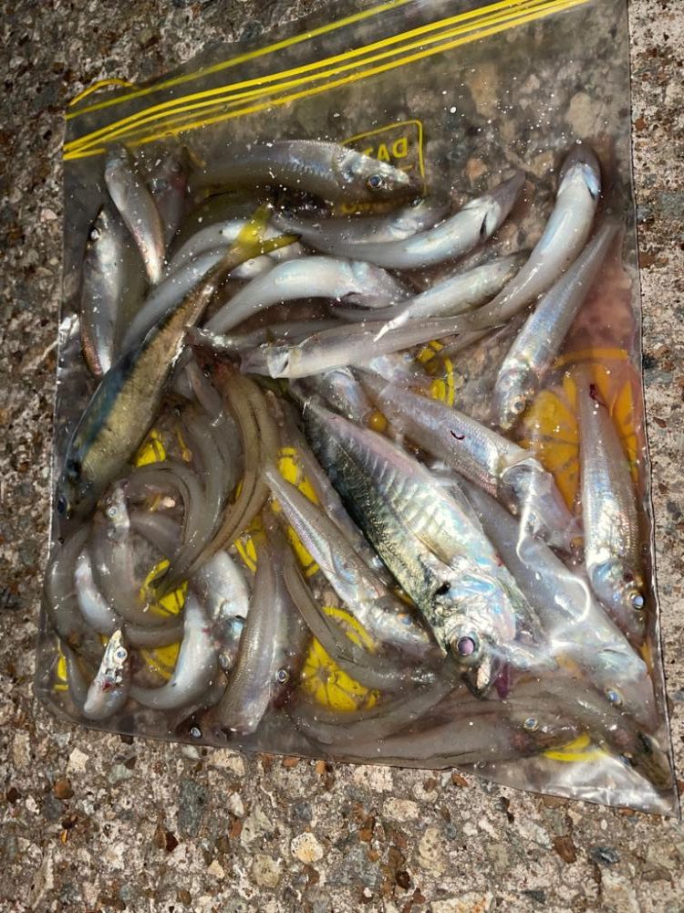 キス釣り入れ食い