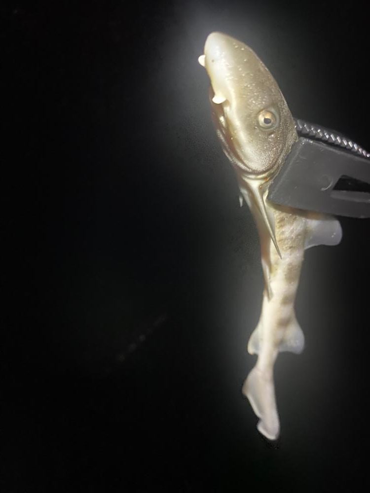 堤防ライト五目　なんでも釣り