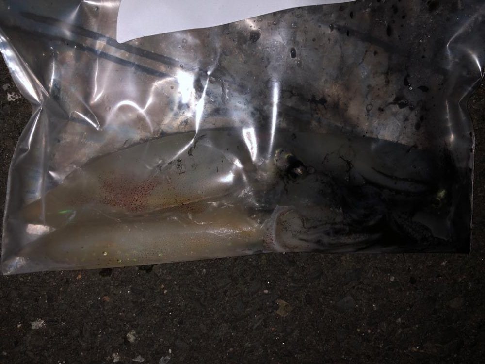 エギング ケンサキイカ