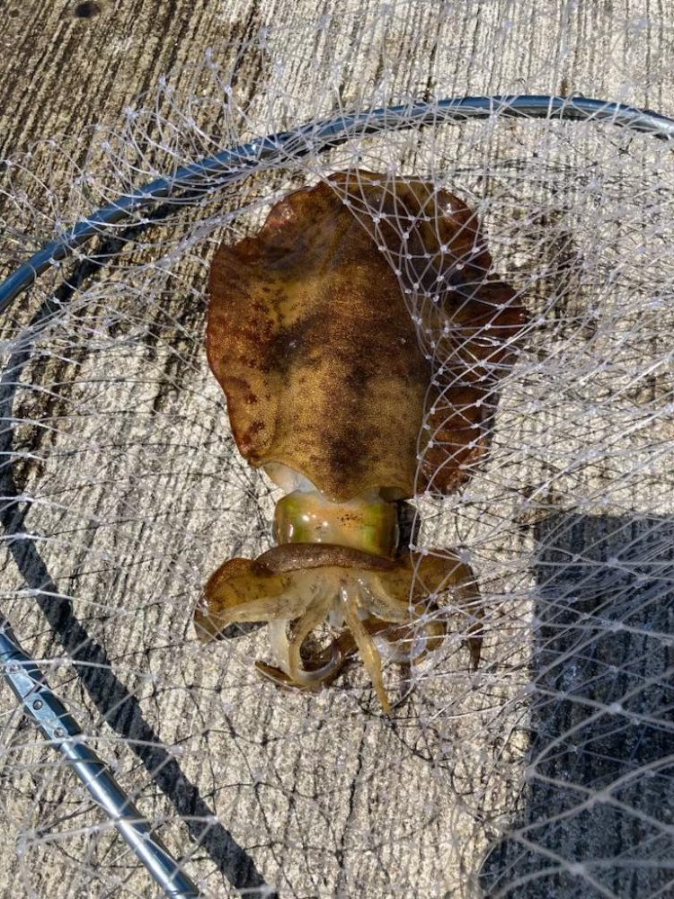 夏イカモンスターを求めて?!