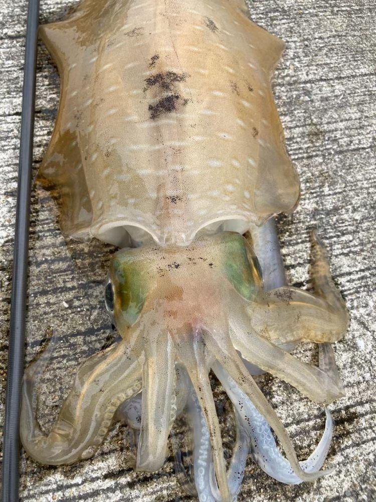 梅雨イカ！満足の1.2k