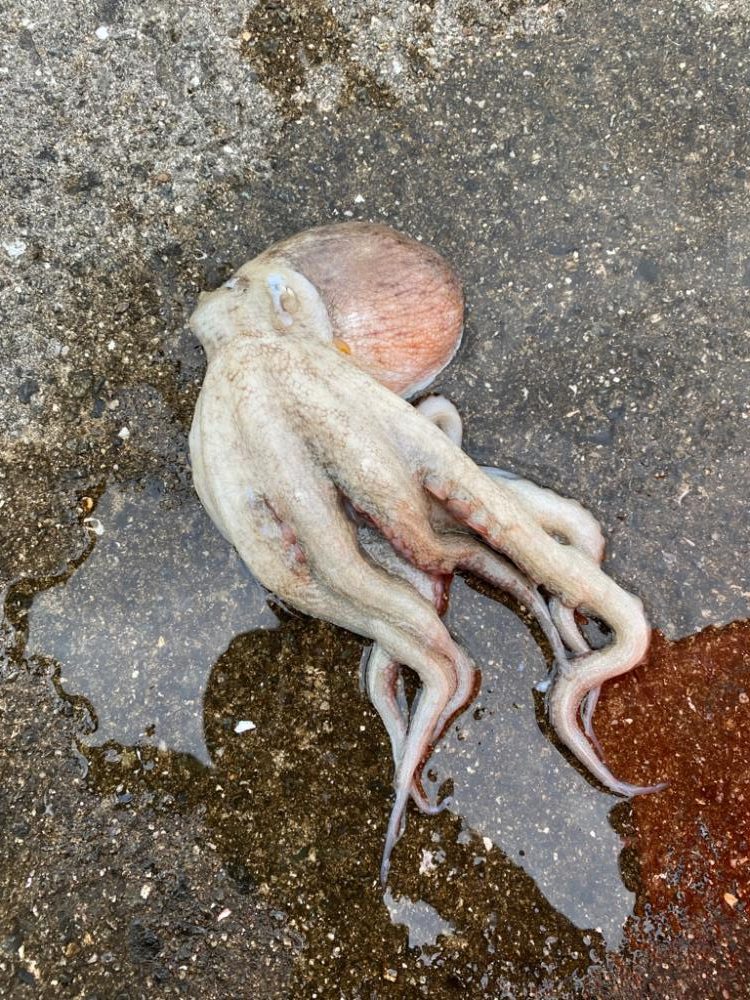 タコ爆釣するかと思いきや、、