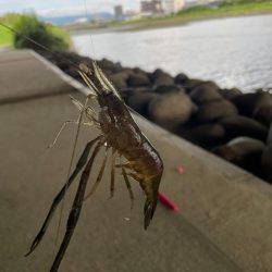 テナガエビ釣り🦐