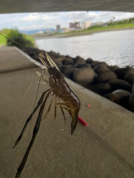 テナガエビ釣り🦐