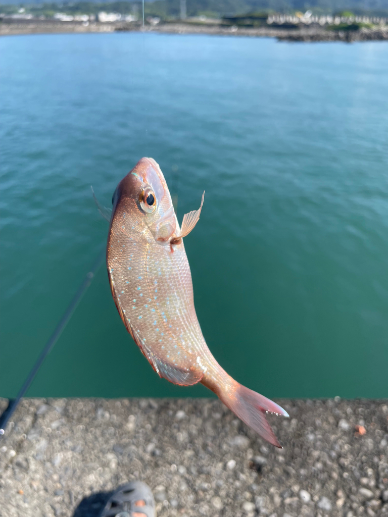 奈半利で五目釣り
