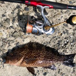 ロックとショアジギ