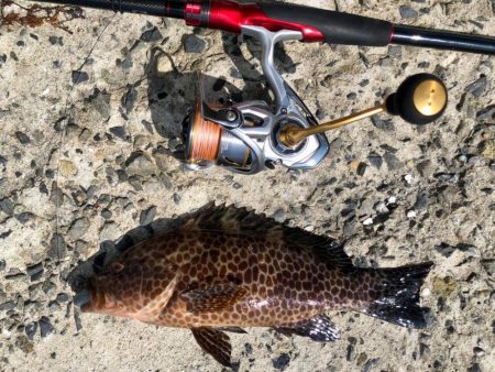 ロックとショアジギ